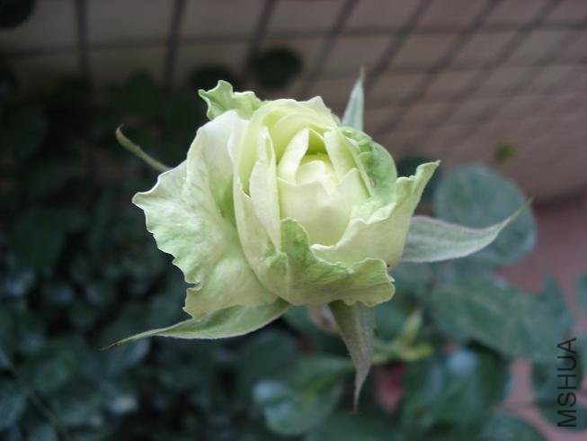 DSC09136.JPG