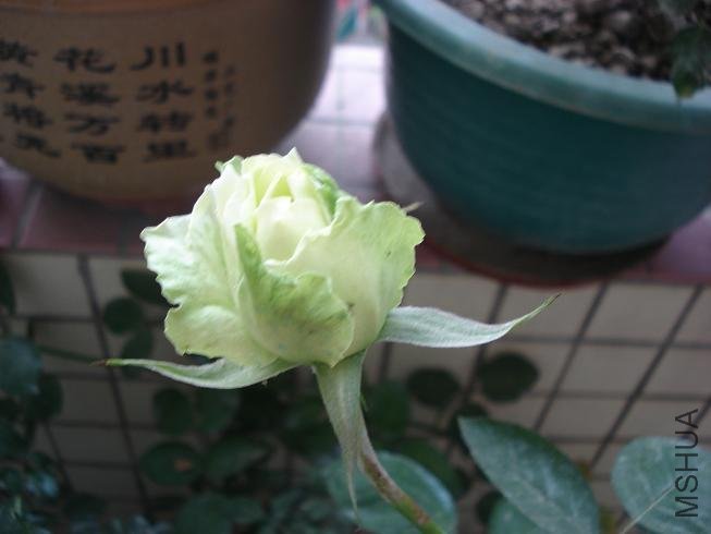 DSC09135.JPG