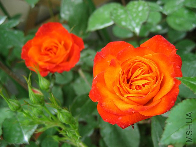 ���� (1).jpg