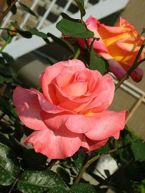 ���� (1).JPG