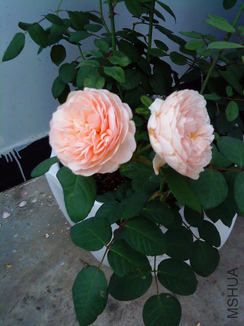 DSC02560.JPG