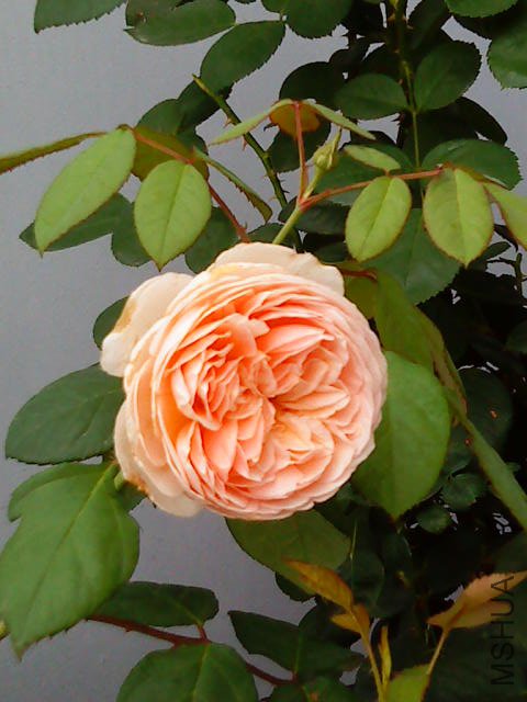 DSC02578.JPG