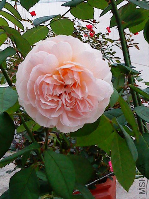 DSC02829.JPG