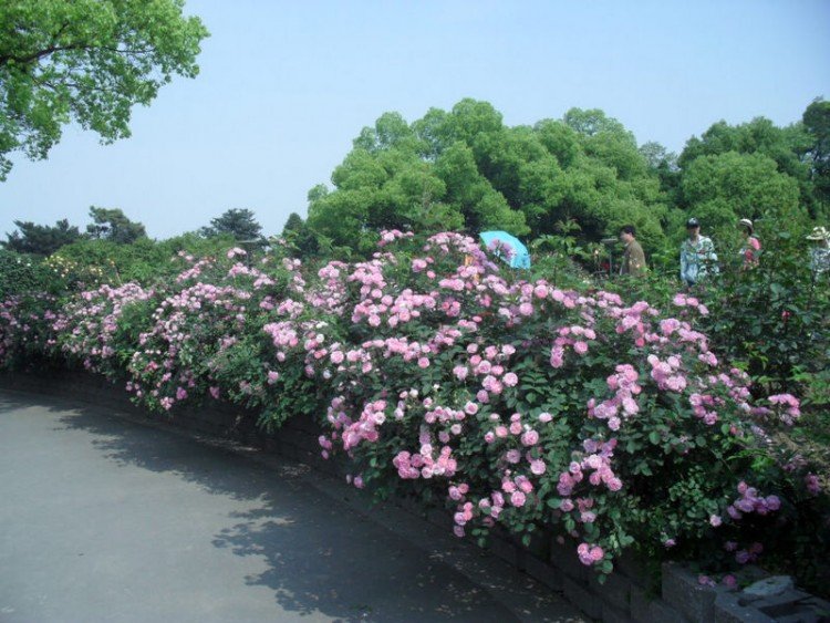 Ǿޱ2.jpg