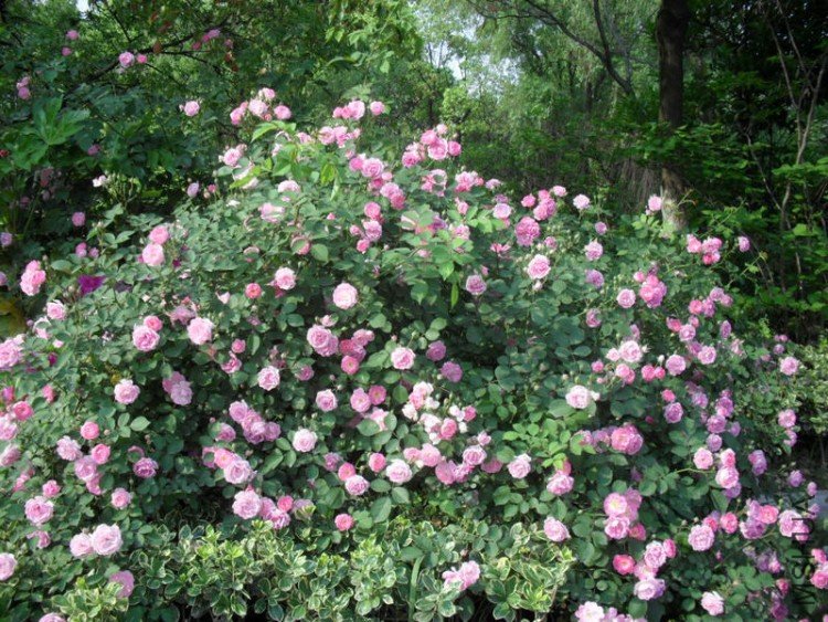 Ǿޱ3.jpg