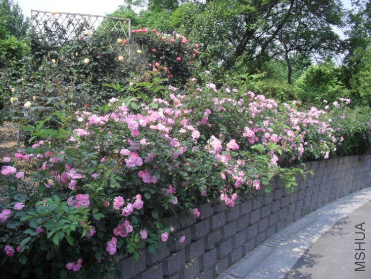 Ǿޱ1.jpg