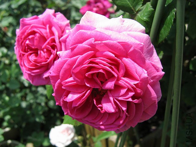 ���� (1).JPG