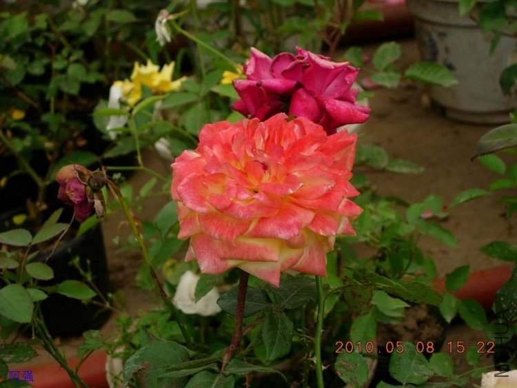nEO_IMG_�¼���չ 159.jpg