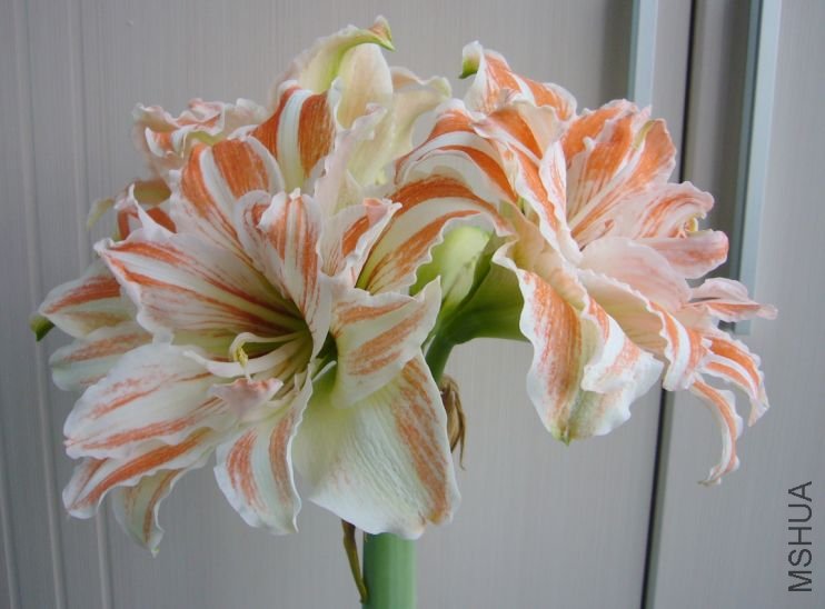 �춥��(���)_2010042001.jpg