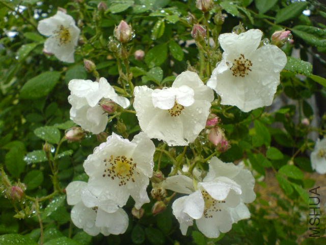 DSC03384.JPG