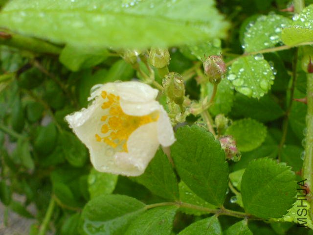 DSC03390.JPG