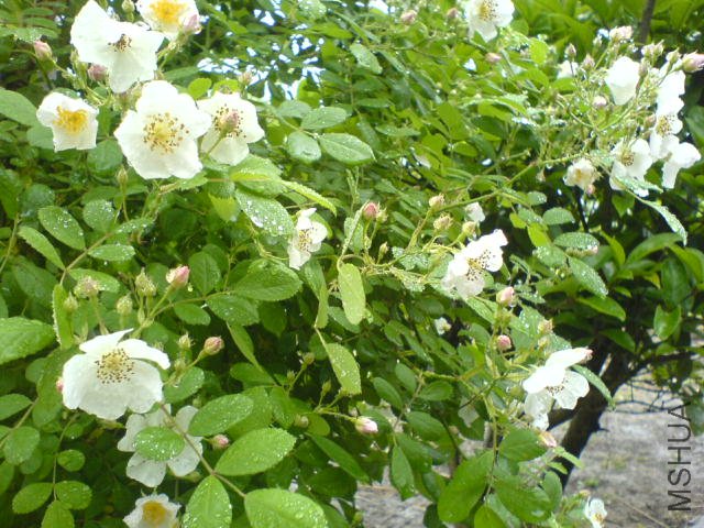 DSC03386.JPG