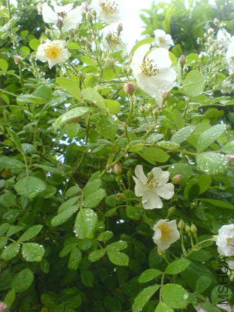 DSC03385.JPG