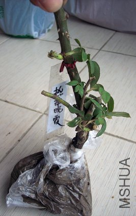 �ȴ���ϼ1����