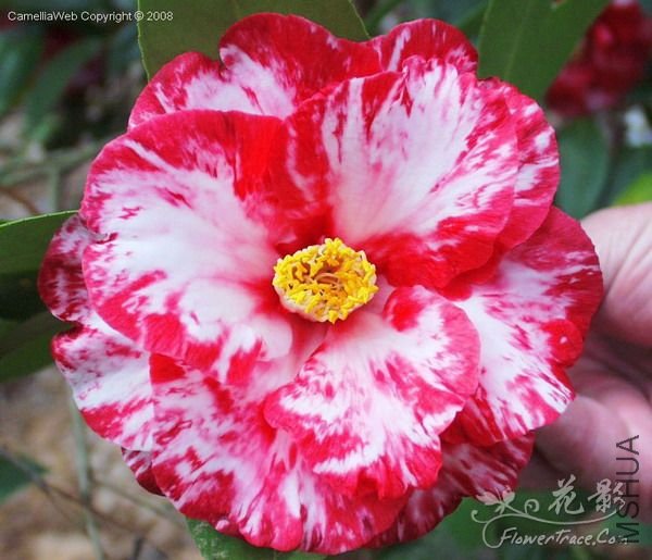 �װ߿���ܰ��Ville de Nantes�� ϵ����(Masayoshi)Ʒ��ͻ��.jpg