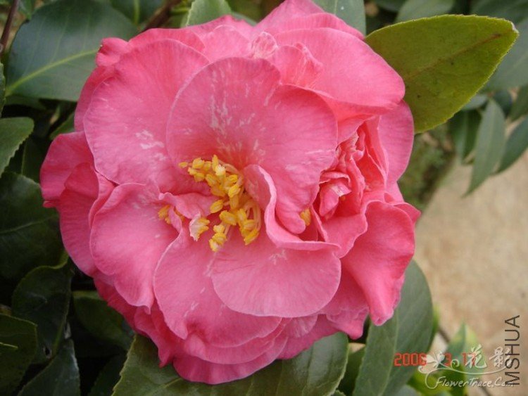 ��ɰ���죨Margaret Davis Ashley��ϵ���ʴ���Margaret Davis��Ʒ�ֵ�ͻ��Ʒ.jpg