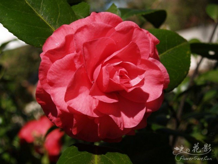 ��õ�壨In The Pink.jpg