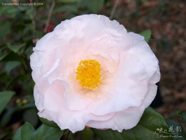 �¹��壨Moonlight Bay��.jpg