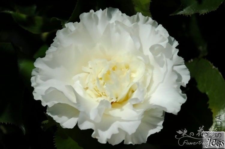 ����죨Elegans Champagne��.jpg