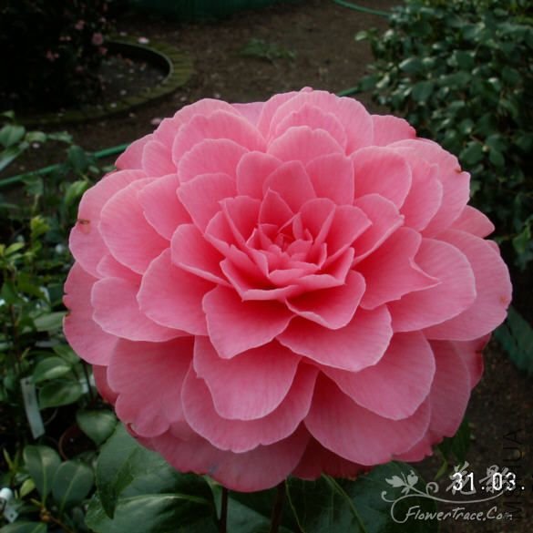 ����ɯ��֯Ů��Elizabeth Weaver.jpg