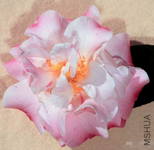 ϣ���Hilda Jamieson��_����.jpg