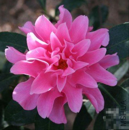 �۴�����Pink Dahlia��_����.jpg