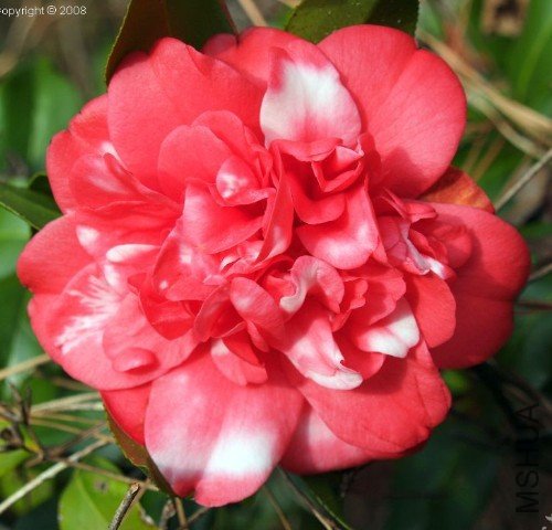 Ī���ݳ���Governor Mouton��_����.jpg