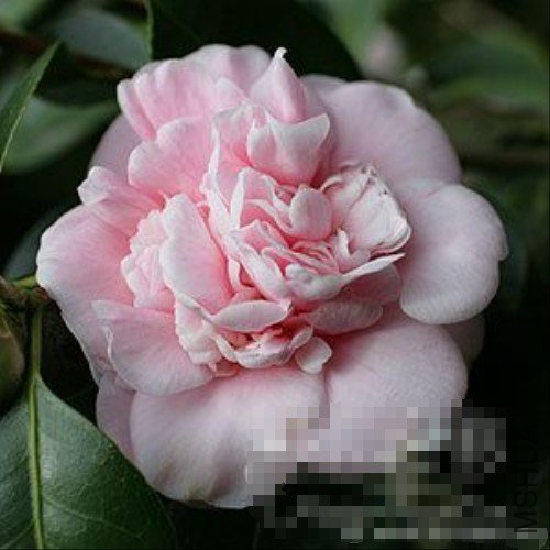 ���꣨Emma Gaeta��_����.jpg