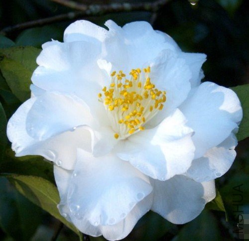 �����Σ�Silver Waves_����.jpg