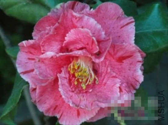 ��ɽݮ��Raspberry Ice��_����.jpg