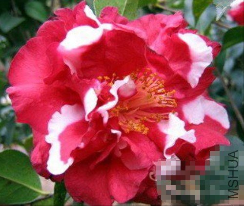 �����أ�Lilette Witman��_����.jpg