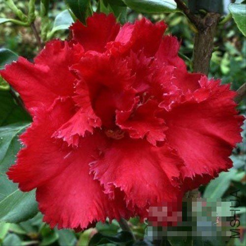 ���ٵ�(Fred Sander)_����.jpg