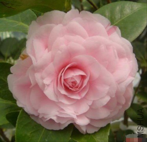 ��˪��Pink Frost��_����.jpg