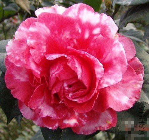 �������С�㣨Miss Tulare Variegated��_����.jpg