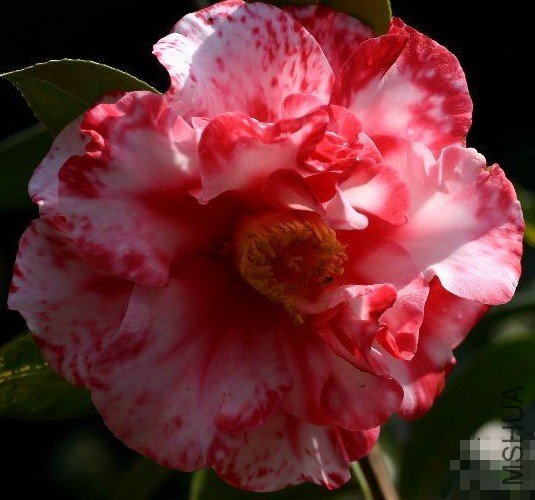 ��������ŵ��Eleanor Martin Supreme��_����.jpg