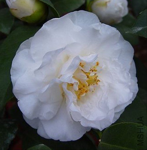 ���ײ���˹��Silver Chalice��_����.jpg