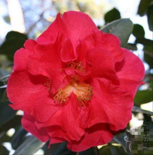 ���׶�֯��(Terrell Weaver_����.jpg