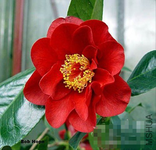 ���ף�Bob Hope��_����.jpg