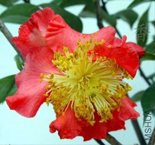 ��̫����Scented Sun��_����.jpg