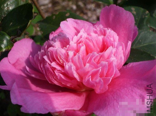 ɽ��֮����Massee Lane_����.jpg