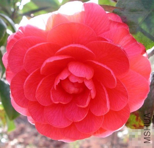 ���ף�Helen Bower��_����.jpg