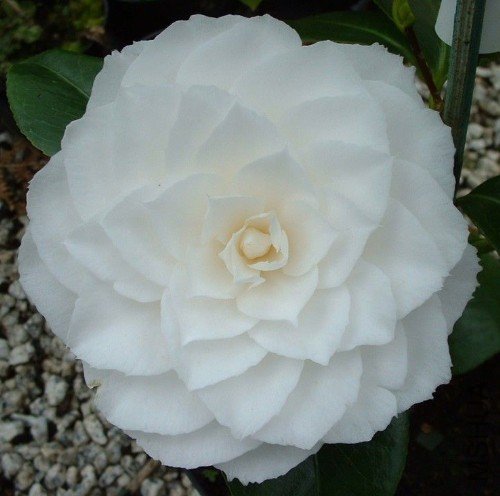 s Gem��_����.jpg