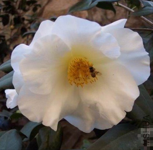 s Finale��_����.jpg