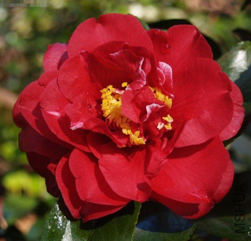 ӣ�ҽڣ�Cherries Jubilee_����.jpg