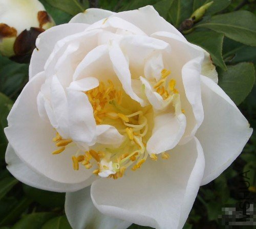 �����ƣ�Silver Cloud��_����.jpg