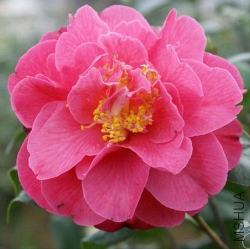 ���ã�Mary Agnes Patin��_����.jpg