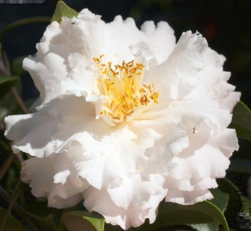 ����ë��Feathery Touch��_����.jpg