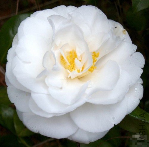 ����˹����˹��Charlie Bettes��_����.jpg