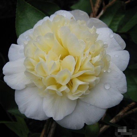 s Yellow��_����.jpg