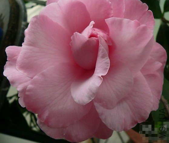 ������ƶ�(Marie Mackall)_����.jpg